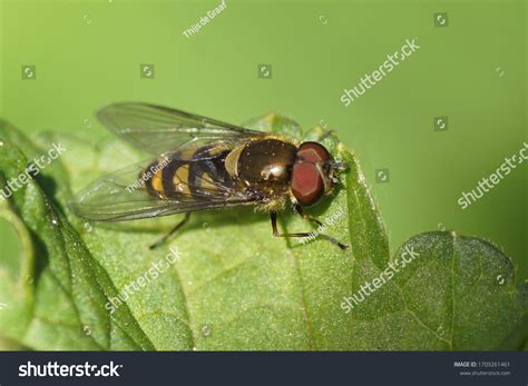 2 Parasyrphus Punctulatus Images Stock Photos And Vectors Shutterstock