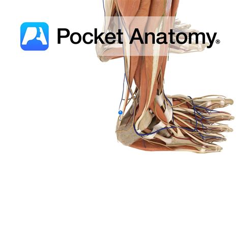 Tendo Calcaneus Achilles Tendon Pocket Anatomy