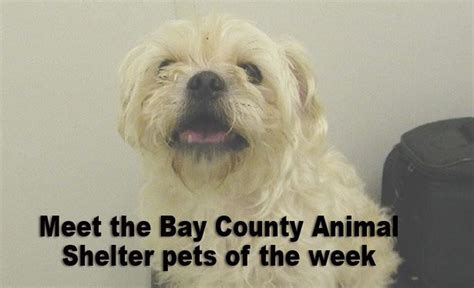 Bay County Animal Shelter pets of the week - mlive.com