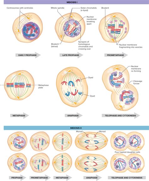 Chapter 3 Prometaphase Of Meiosis I II Diagram Quizlet