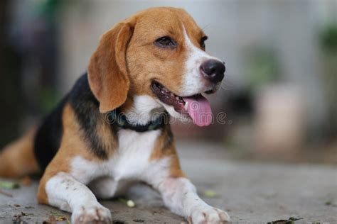 portrait   beagle dog outdoor stock photo image  adult grass