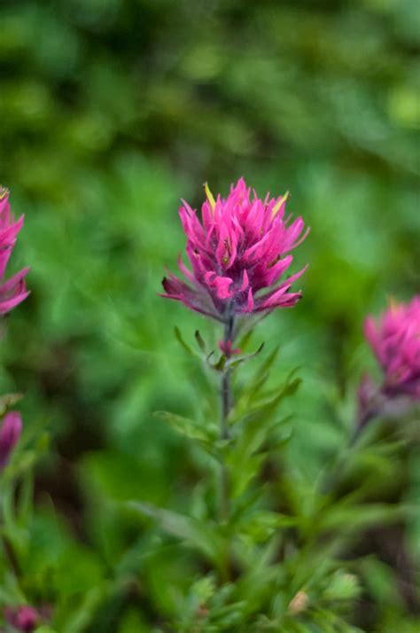 Indian Paintbrush Botanys Most Beautiful Opportunist