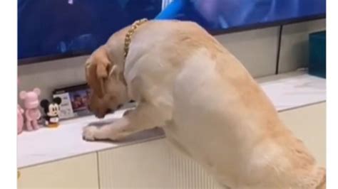 Vorrebbe mangiare l hamburger ma non può la delusione del cane video