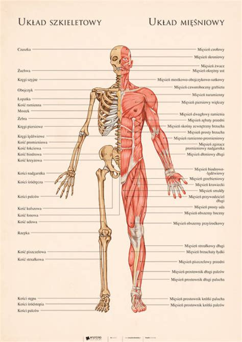 Układ szkieletowy i mięśniowy Anatomia człowieka