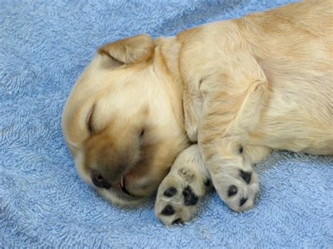 Cosa Mangia Un Cucciolo Di Cane Benvenuto A Casa Piccolo