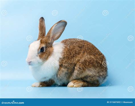 Brown Cute Bunny Rabbit On Blue Background Stock Photo Image Of