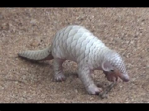 Pangolin Baby