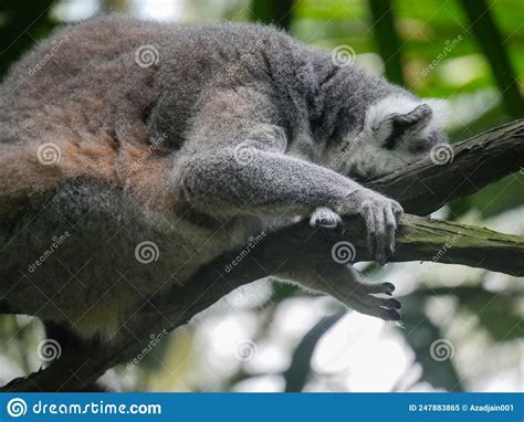 Ring Tailed Lemur Lemur Catta Is A Large Strepsirrhine Primate Stock