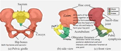 Prac 12 Midline Structures Of The Pelvis Flashcards Quizlet