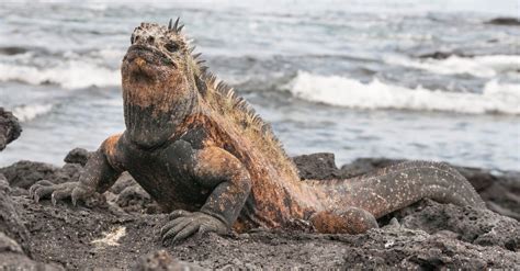 Marine Iguana - A-Z Animals