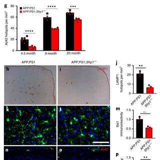 SFRP1 binds to amyloid β hindering the formation of amyloid β