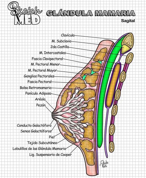 Sketch Med Dra Paola Rios on Instagram Glándula mamaria