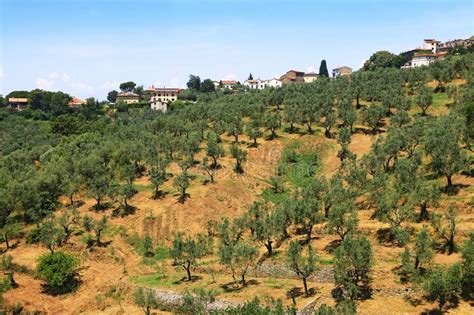 Cultivation Of The Olive Tree In Tuscany Stock Image Image Of