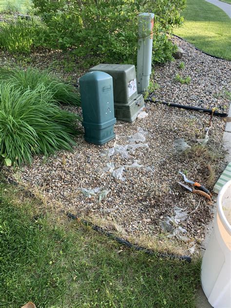 Gardening Around The Electrical Box Miss Mustard Seed