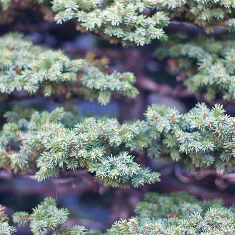 Colorado Blue Spruce Bonsai Growing & Care