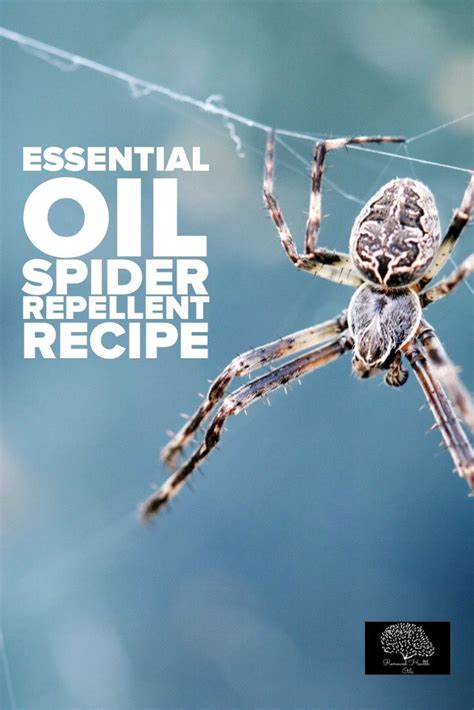 Diy Spider Repellent Essential Oil For Spiders Spiders Repellent