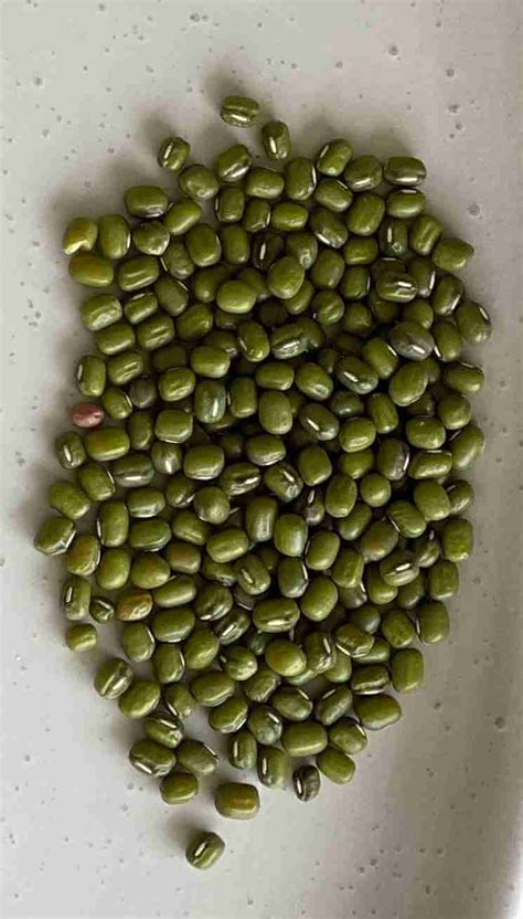 Mung Bean Vigna Radiata Seeds 250g Herbs To Use