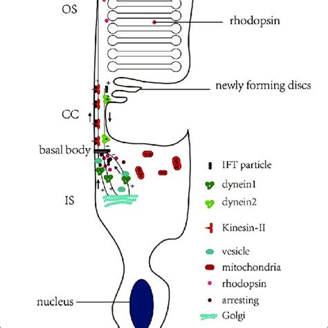 Dynein1 And Dynein2 Are Required To Transport Cargoes In The Outer