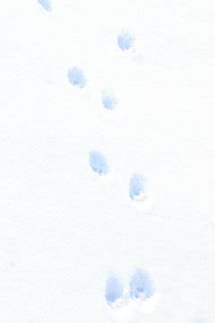 "Footprints In Snow" Images – Browse 219 Stock Photos, Vectors, and Video | Adobe Stock