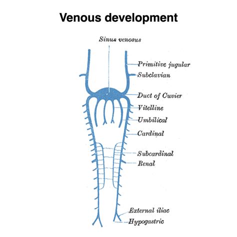 Truncal Venous Development Gray S Illustrations Image