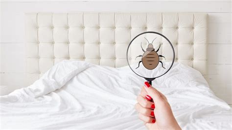 How to Tell If You Have Fleas in Your Bed? | Effective Recognition and Solutions - Pest Samurai