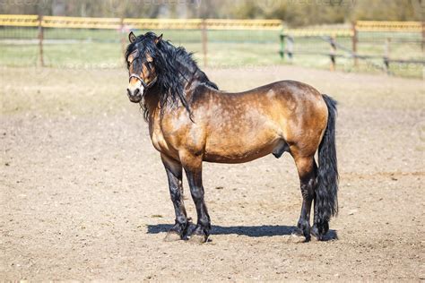 Beautiful Brown Horse With A Black Mane Walks Behind The Fence 10929482