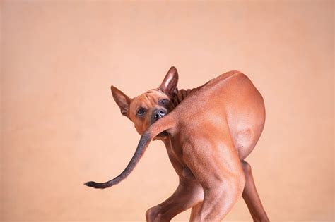 ¿por Qué Tu Perro Persigue Su Cola Y Muestra Otros Comportamientos