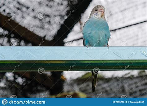 Cute Colorful Love Bird In The Cage Stock Photo Image Of Nature