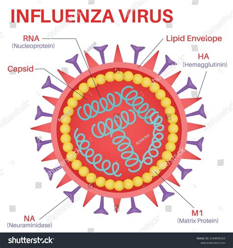 Structure Of The Influenza Virus Royalty Free Stock Vector 2199858303