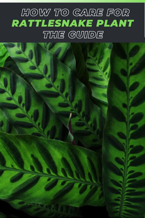 How To Care For A Rattlesnake Plant Calathea Lancifolia Artofit