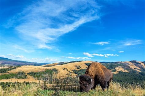 Premium Photo Buffalo Landscape View