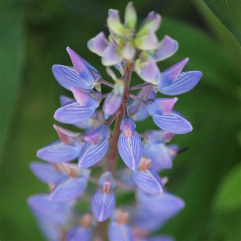 Lupinus Polyphyllus Big Leaf Lupine Wildflowers Northwest Native