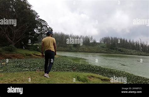 Pine Tree Forest Ooty. Massive forest in south India hill station Stock ...