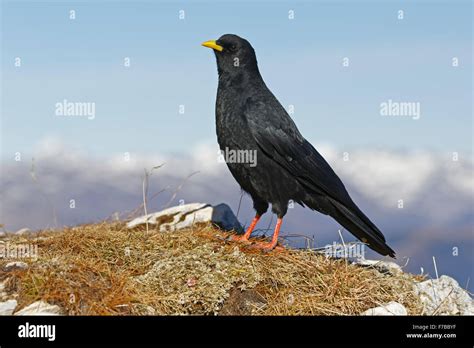 Chough bird hi-res stock photography and images - Alamy