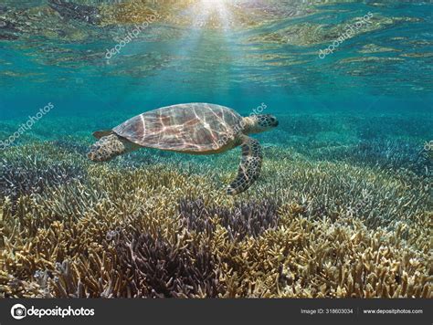 Récif corallien tortue de mer avec lumière du soleil Océan Pacifique