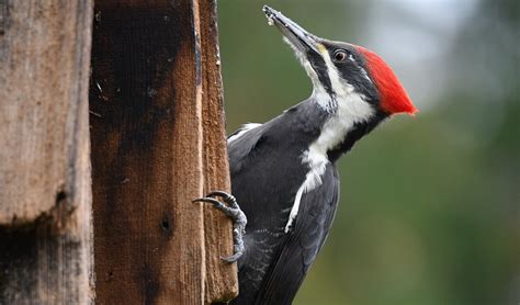 Do Woodpeckers Break Their Beaks