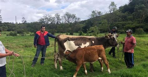 Midagri Activar Este A O El Seguro Pecuario Catastr Fico Para Proteger