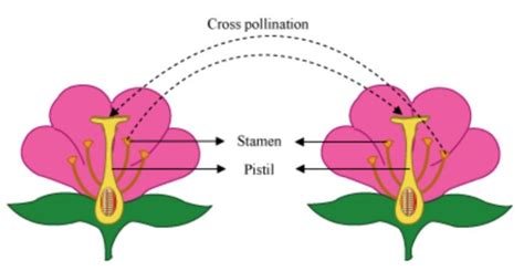 Pollination And Fertilisation Class 7 Reproduction In Plants Science