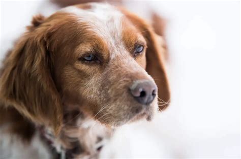 11 of the Top Brittany Spaniel Mix Breeds (w/ Pictures)