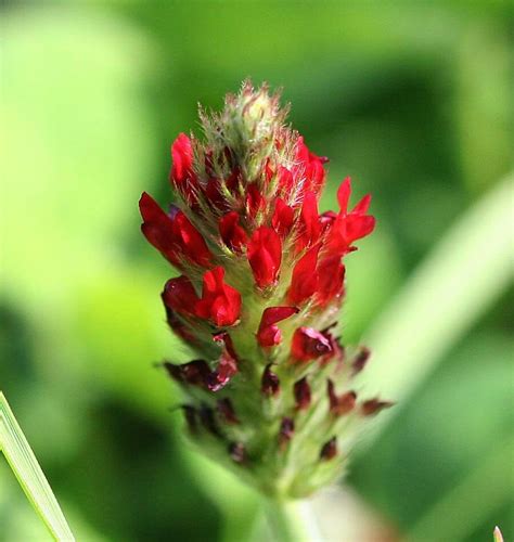 Crimson Clover Cover Crop Seeds West Coast Seeds