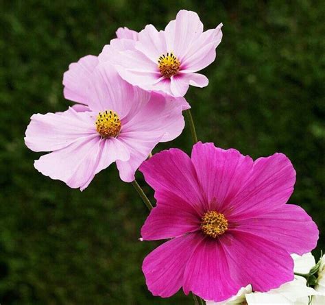 Pin By Mag Chua On Beautiful Flowers Cosmos Flowers Beautiful