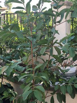 Plants Rare Vietnamese White Fruit Guava Tree For Sale In Murrieta CA