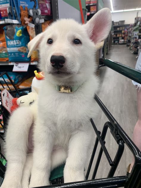 german shepherd dog puppies  sale puppyspot