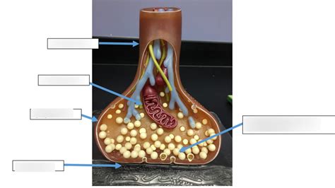 Nervous Tissue Pt 2 Diagram Quizlet