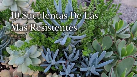 Suculentas De Las Mas Resistentes Al Sol Frio Y Lluvia Youtube