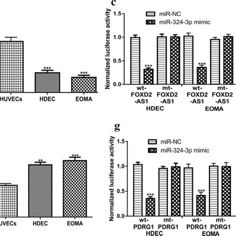 Foxd As And Pdrg Shared Binding Site In Mir P A Putative