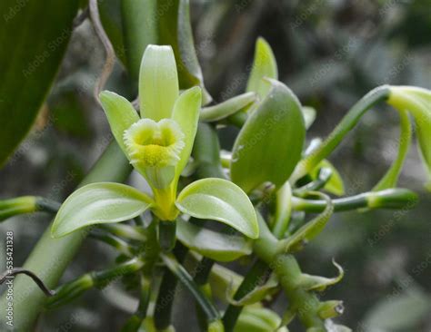 Planta Y Flor De Vainilla Planifolia Es Una Orqu Dea Que Da Un Fruto