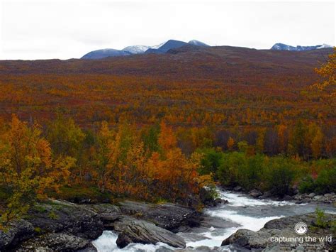 Kungsleden Sweden Capturing The Wild