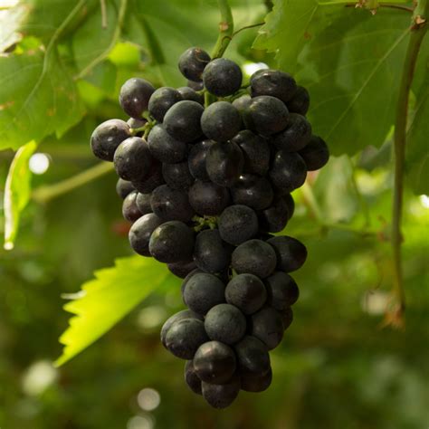 Sable Especialidades Uvas Moyca