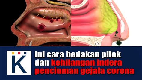 Gambar Indra Pembau 57 Koleksi Gambar